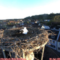 06_30-nest.jpg