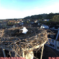 06_35-nest.jpg