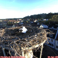 06_40-nest.jpg
