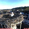 06_50-nest.jpg