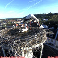 07_10-nest.jpg