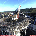 07_15-nest.jpg