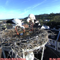 07_30-nest.jpg