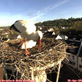 07_45-nest.jpg