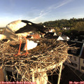 07_50-nest.jpg