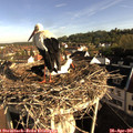 08_05-nest.jpg