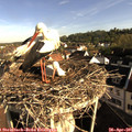 08_10-nest.jpg