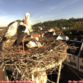 08_15-nest.jpg