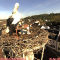08_20-nest.jpg