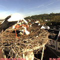 08_25-nest.jpg