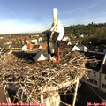 08_30-nest.jpg