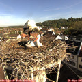 08_35-nest.jpg