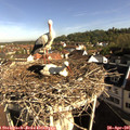 08_40-nest.jpg