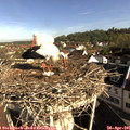 08_45-nest.jpg