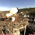 08_50-nest.jpg