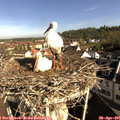 08_55-nest.jpg