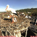 09_15-nest.jpg