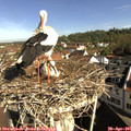 09_20-nest.jpg