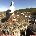 09_25-nest.jpg