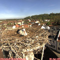 09_30-nest.jpg