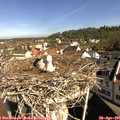 09_40-nest.jpg