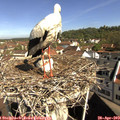 10_00-nest.jpg