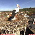 10_05-nest.jpg