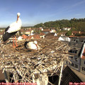 10_15-nest.jpg