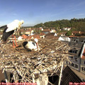 10_20-nest.jpg