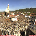10_25-nest.jpg
