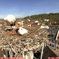 10_30-nest.jpg