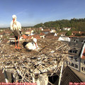 10_35-nest.jpg