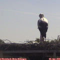 10_40-mast.jpg