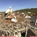 10_40-nest.jpg