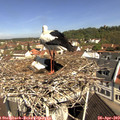 10_45-nest.jpg