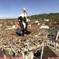 10_50-nest.jpg
