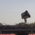 11_00-mast.jpg