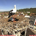 11_00-nest.jpg