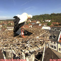 11_05-nest.jpg
