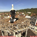 11_10-nest.jpg