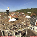 11_30-nest.jpg