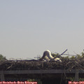 11_35-mast.jpg