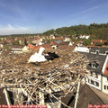 11_40-nest.jpg