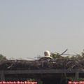 11_45-mast.jpg