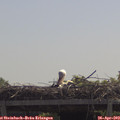 11_50-mast.jpg