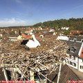 11_50-nest.jpg