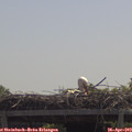11_55-mast.jpg