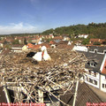 11_55-nest.jpg