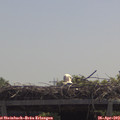 12_00-mast.jpg