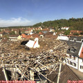 12_00-nest.jpg